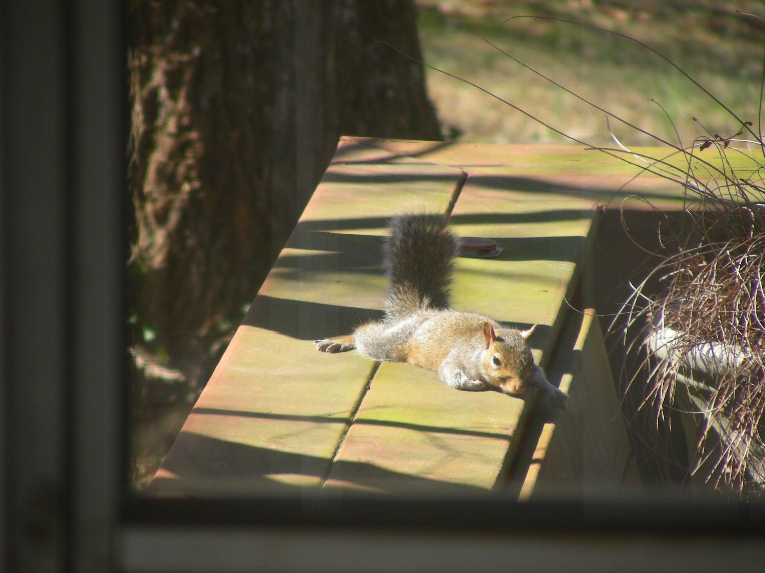 Sunbathing Squirrel